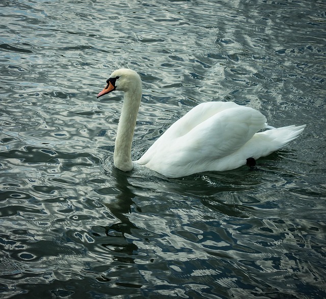 Free Swan Bird photo and picture