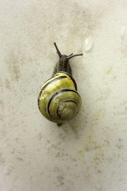 Free Snail Shell photo and picture