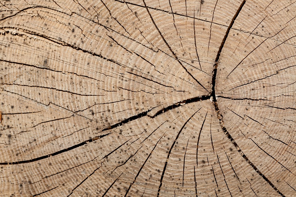 wood trunk rings free photo on pixabay