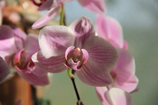 Free Orchid Flower photo and picture