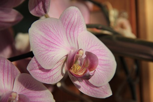 Free Orchid Flower photo and picture
