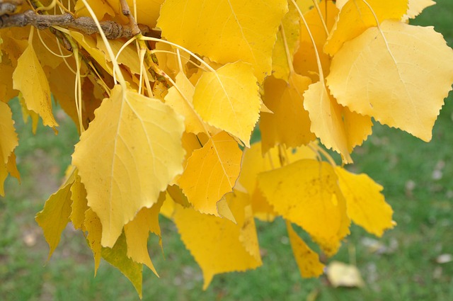 Free Birch Yellow photo and picture