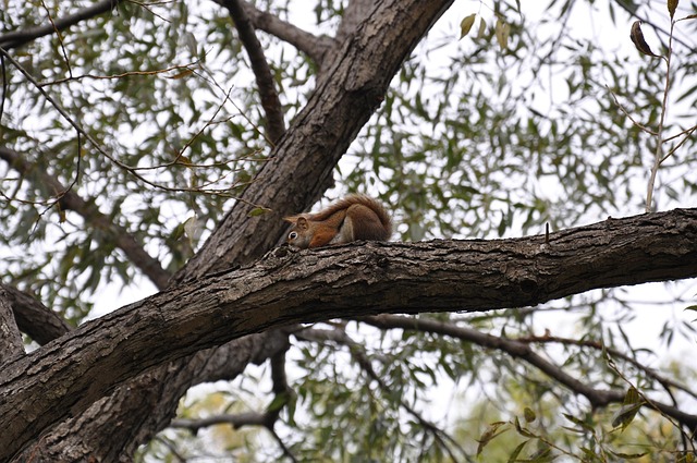 Free Squirrel Tree photo and picture