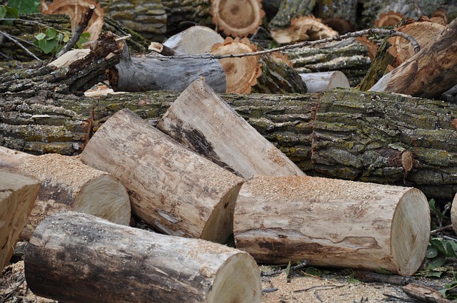 Free Tree Cut photo and picture