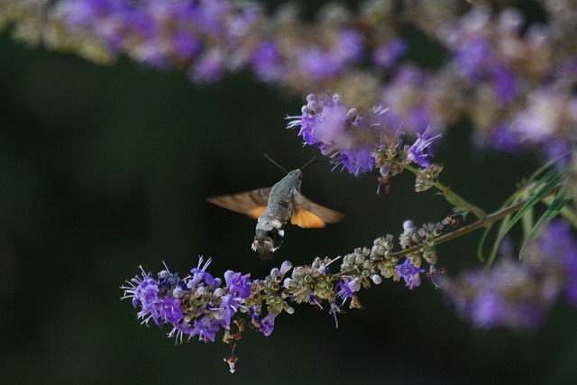 Free Purple Flower photo and picture