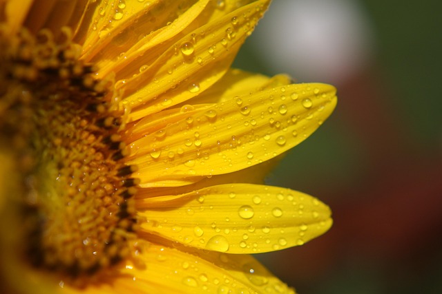 Free Yellow Sunflower photo and picture