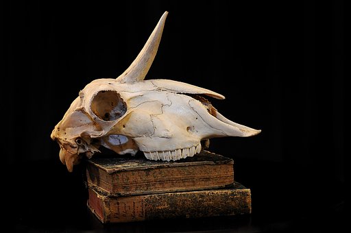 Free Unicorn Skull photo and picture