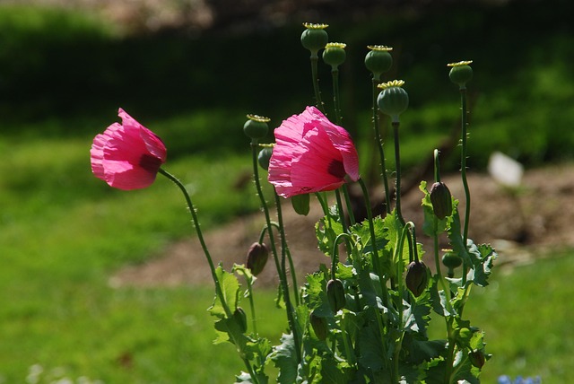 Free Poppy Pink photo and picture