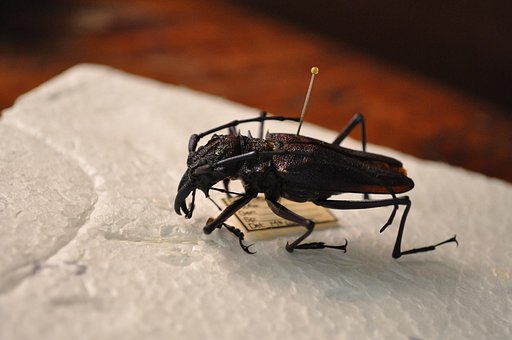 Gândac, Insectă, Tropical, Natura