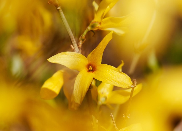 Free Forsythia Affix photo and picture