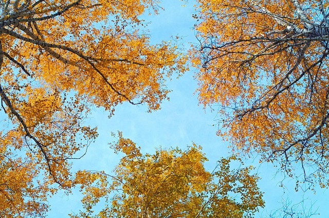 Himmel, Efterår, Birch, Løv, Ark, Gul