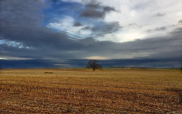 Free Tree Fall photo and picture