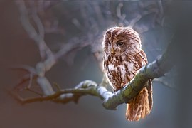 Owl, Bird, Predator, Branch, Nature