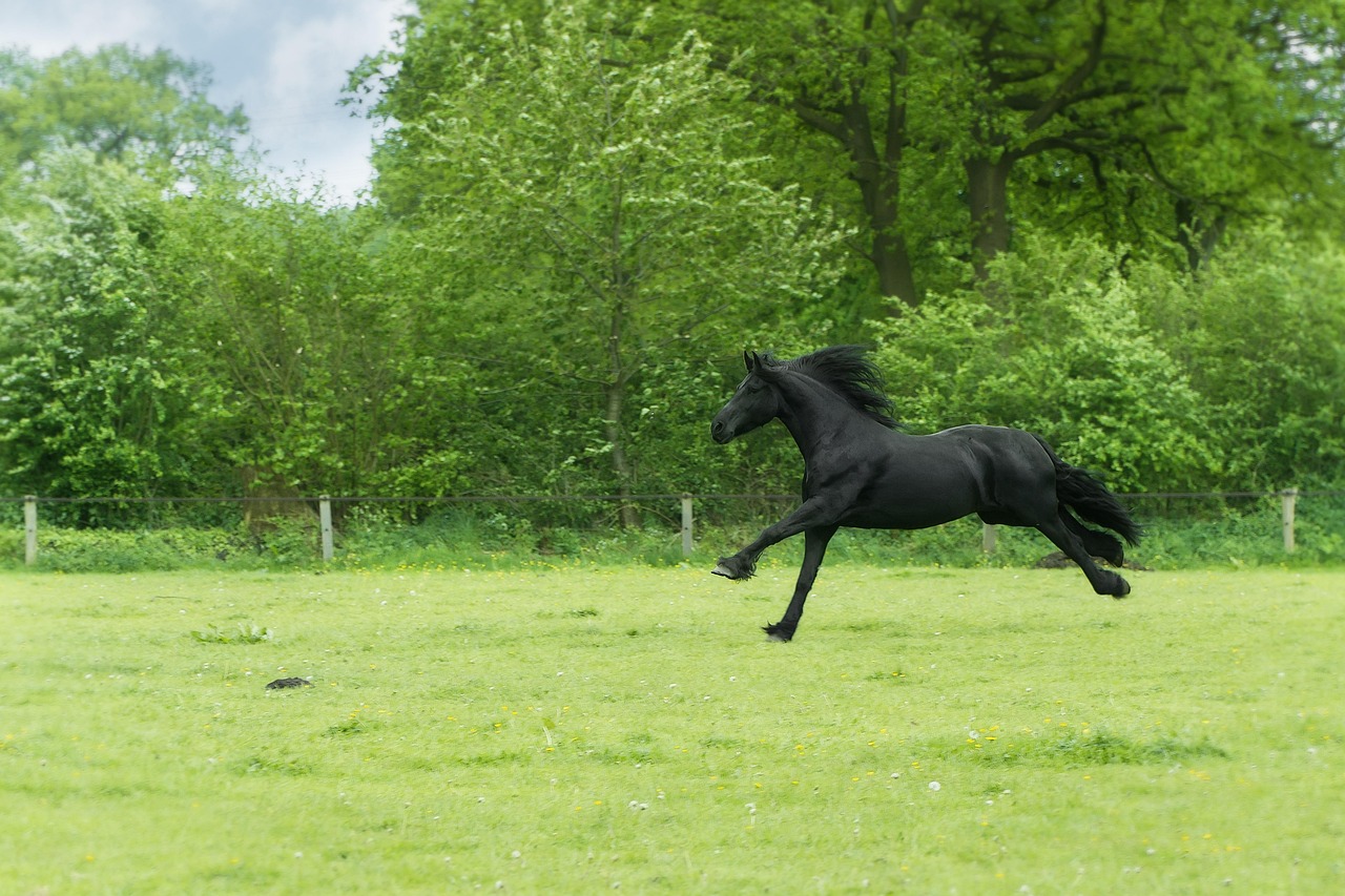 Animal - free online jigsaw puzzle photo