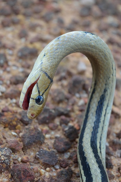 Free Snake Reptile photo and picture
