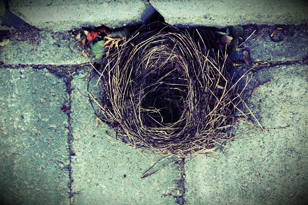 Bird Nest - free online jigsaw puzzle photo