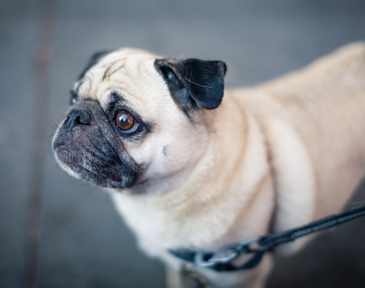 700 Kostenlose Mops Und Hund Bilder Pixabay