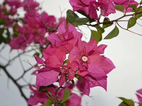 Free Bougainvillea Pink photo and picture