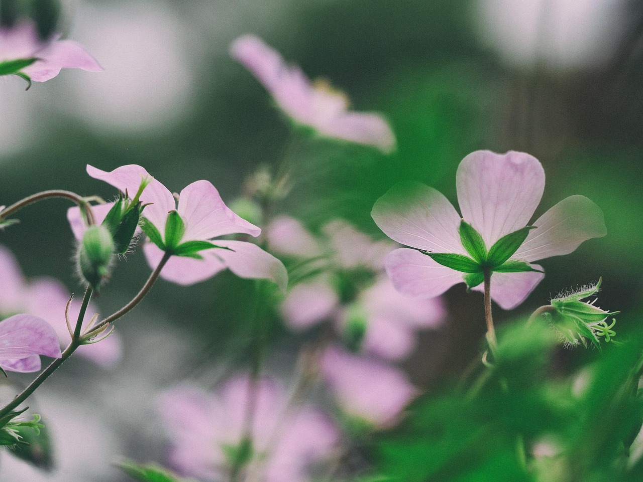盛开 开花 植物群 - Pixabay上的免费照片 - Pixabay