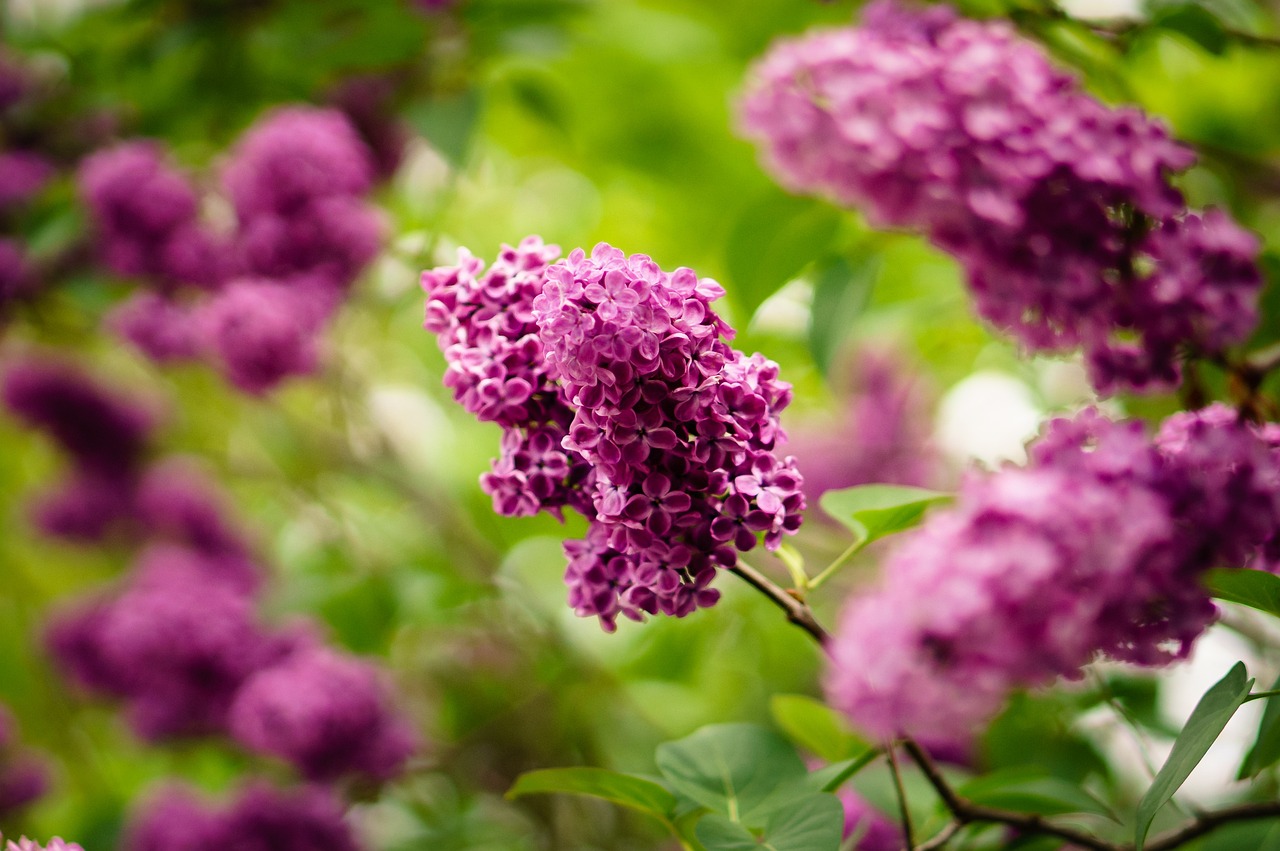 盛开 开花 植物群 - Pixabay上的免费照片 - Pixabay