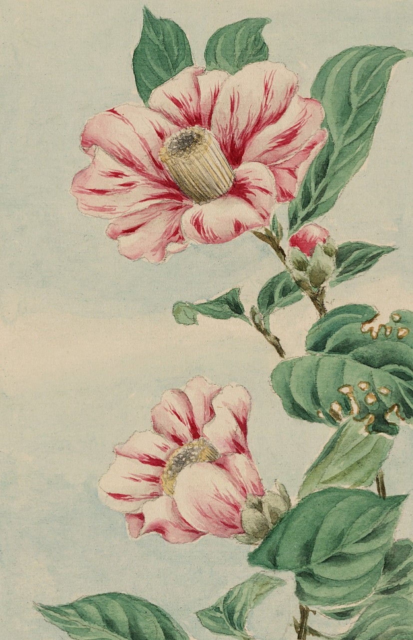Download Vintage, Watercolour, Watercolor. Royalty-Free Stock ...