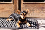 yorkshire terrier, hybrid, chihuahua