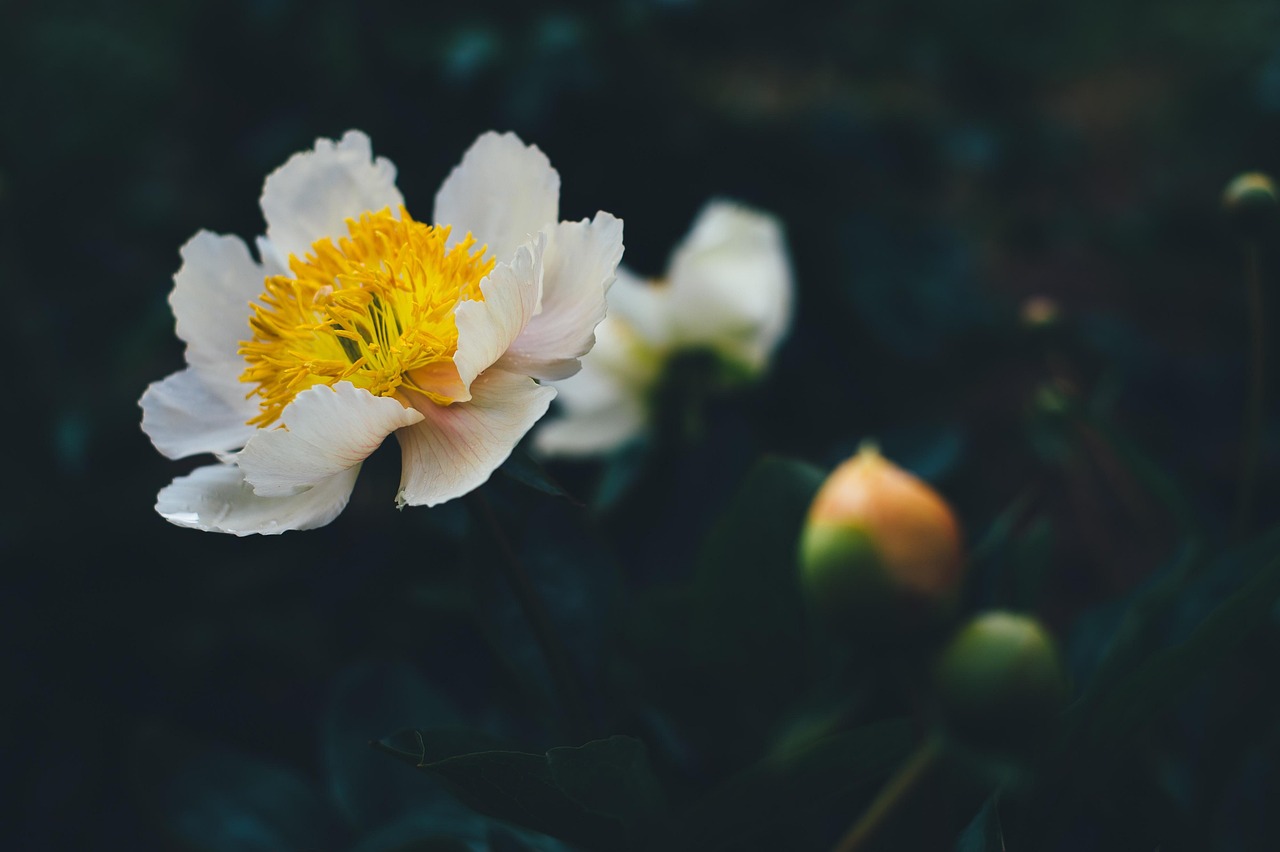 盛开 开花 植物群 - Pixabay上的免费照片 - Pixabay