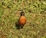 animal, beak, bird