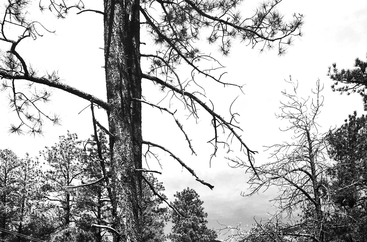 Latar Belakang Hitam Ranting - Foto gratis di Pixabay - Pixabay