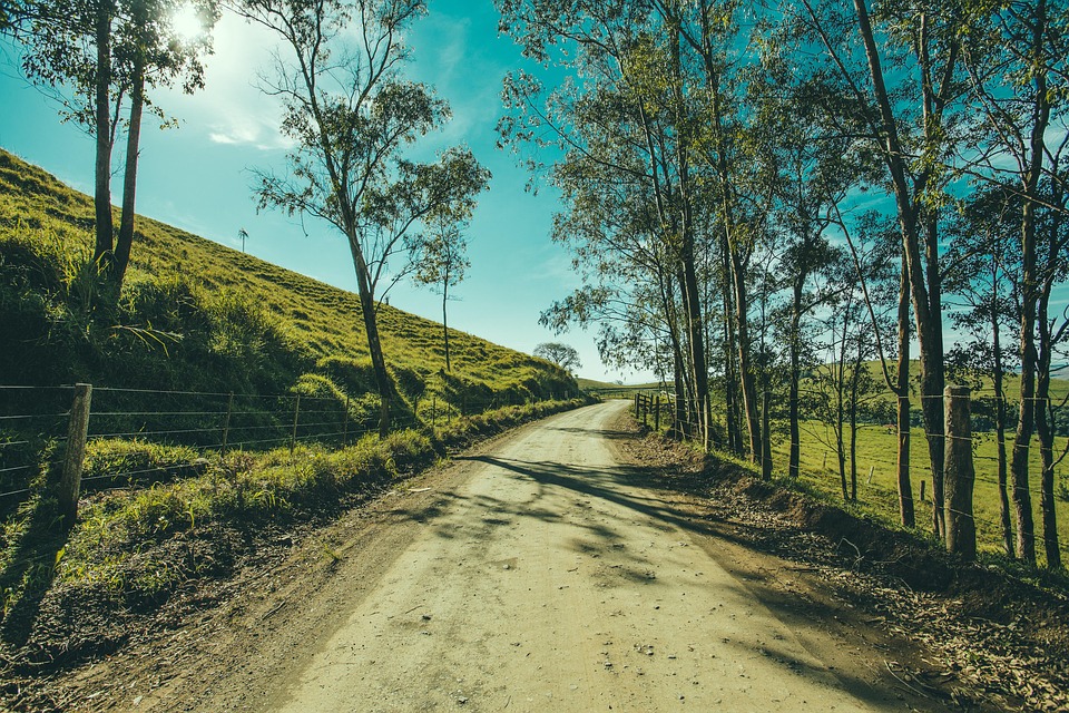 ツリー, 道路, 風景, 通路, 森林, アウトドア, 草, パス, 環境, 天気予報, 方法, 光, 秋