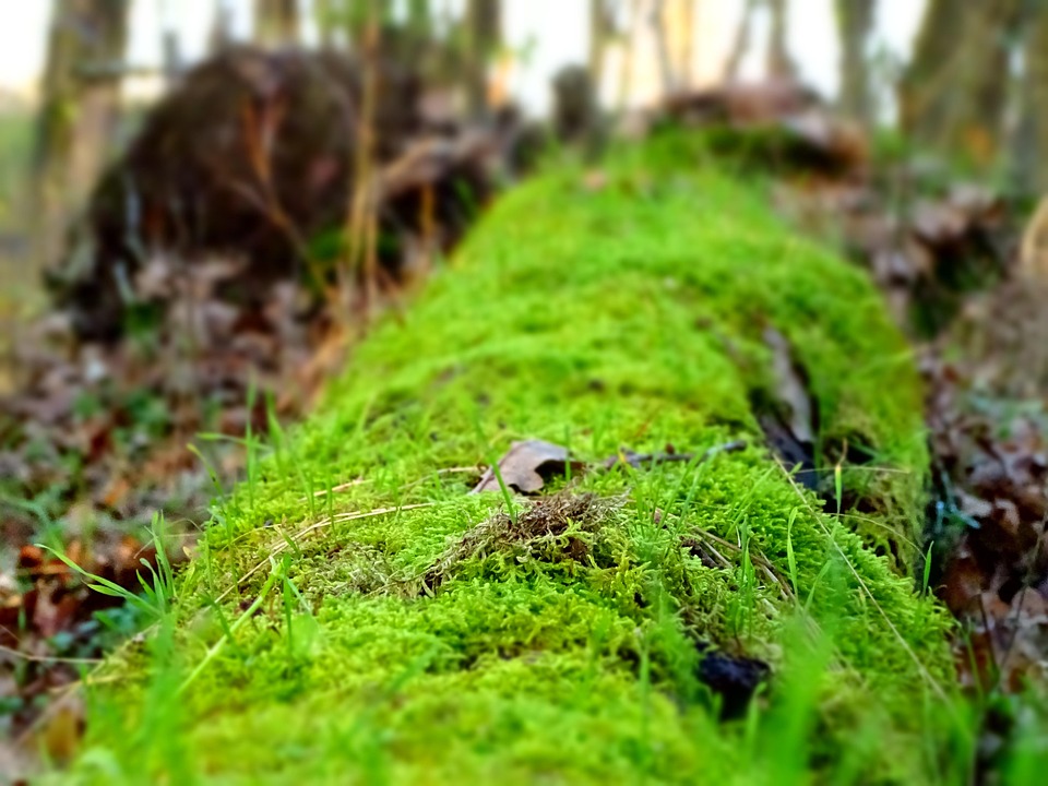 moss lively fallen free photo on pixabay