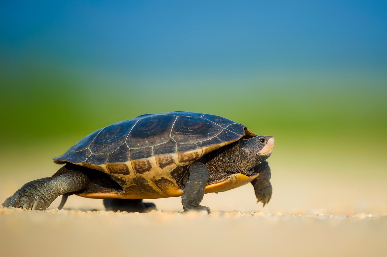 Sea Turtle Wildlife Free photo on Pixabay Pixabay