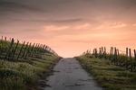 countryside, crops, dawn