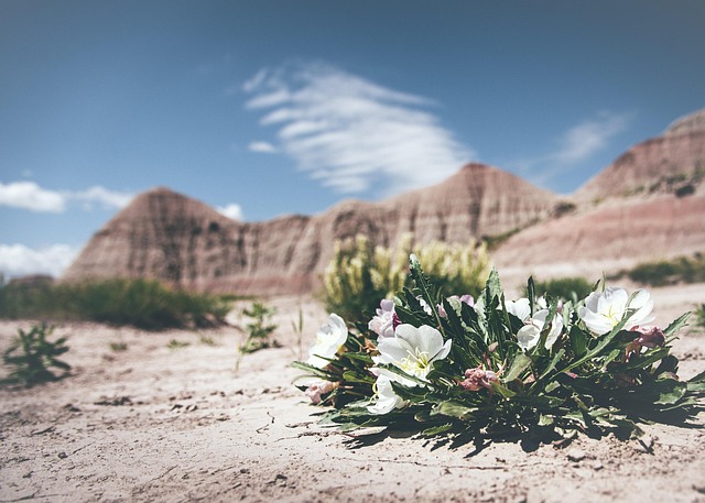 Bloom Top Desert
