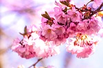 bloom, blossom, blur