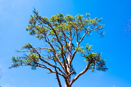 Free Sky Pine photo and picture