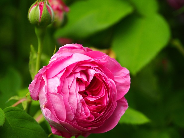 Bloom Blossom Bud - Free photo on Pixabay - Pixabay