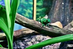 amphibian, animal, frog