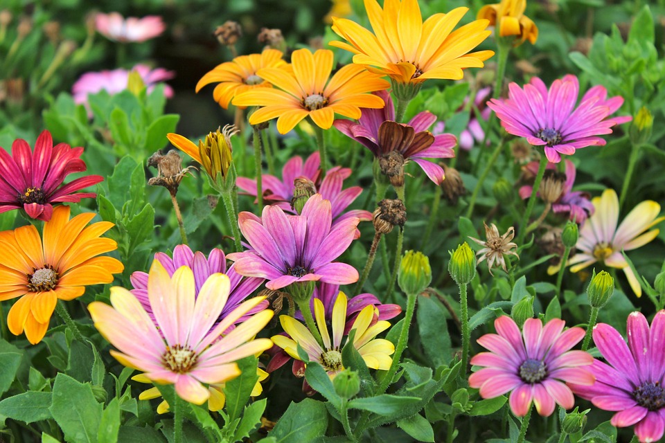 Farger høst blomster · gratis foto pÃ¥ pixabay Høstblomster
