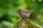 animal, bird, close-up