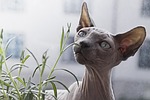 animal, cat, feline
