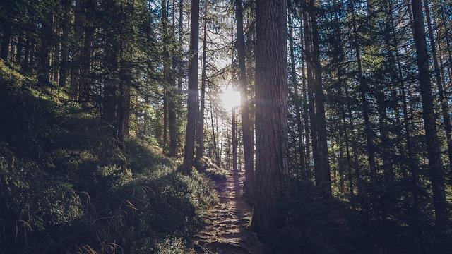 Free Forest Nature photo and picture