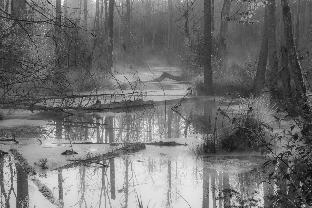 Swamp - free online jigsaw puzzle photo