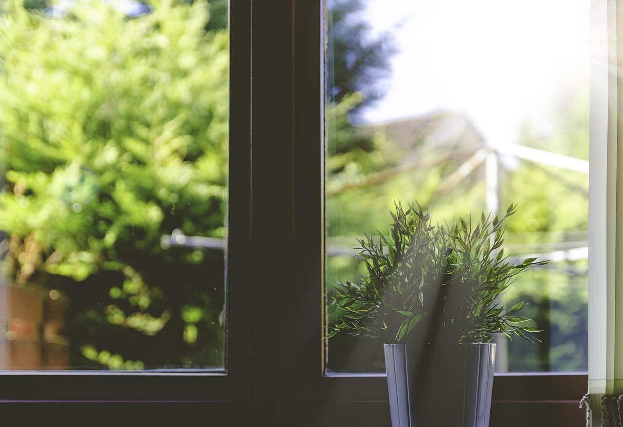植物 盆栽 阳光 - Pixabay上的免费照片 - Pixabay