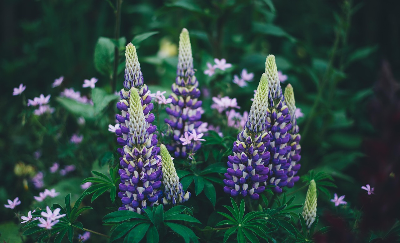 盛开 开花 植物群 - Pixabay上的免费照片 - Pixabay