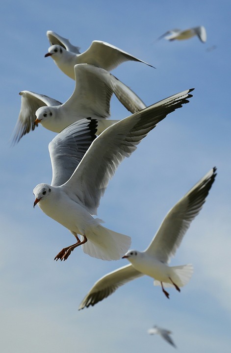 Animals Birds Flight Free Photo On Pixabay - 