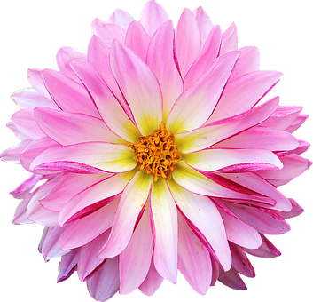 4000以上の無料ダリア 花画像 Pixabay
