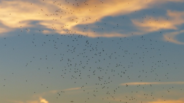 Download free HD stock image of Rave Swarm Out Free Rave Swarm Out photo and picture