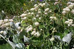 taubenkropf leimkraut, flower, blossom