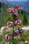 turk's cap lily, flower, blossom